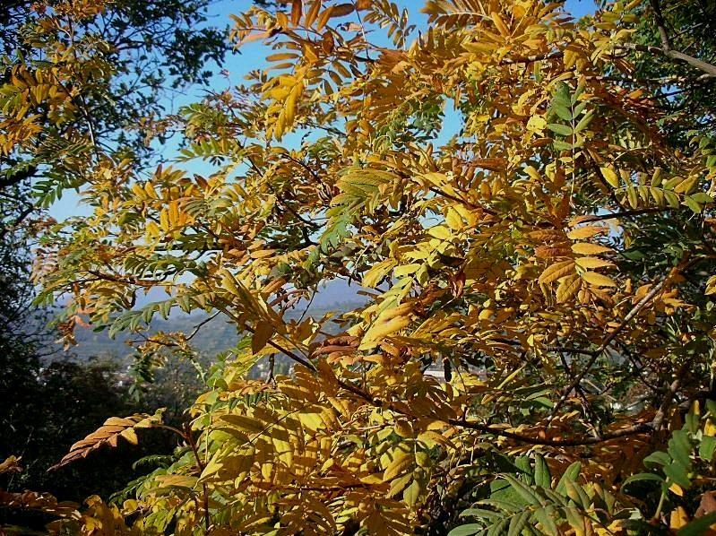 Sorbus domestica / Sorbo